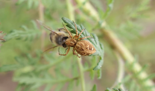 Oxyopes heterophthalmus - homoki hiúzpók