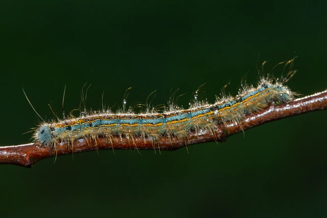 Malacosoma neustria - gyűrűsszövő