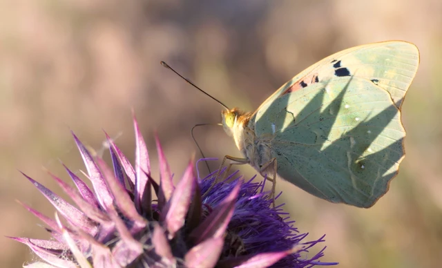 Argynnis pandora - zöldes gyöngyházlepke