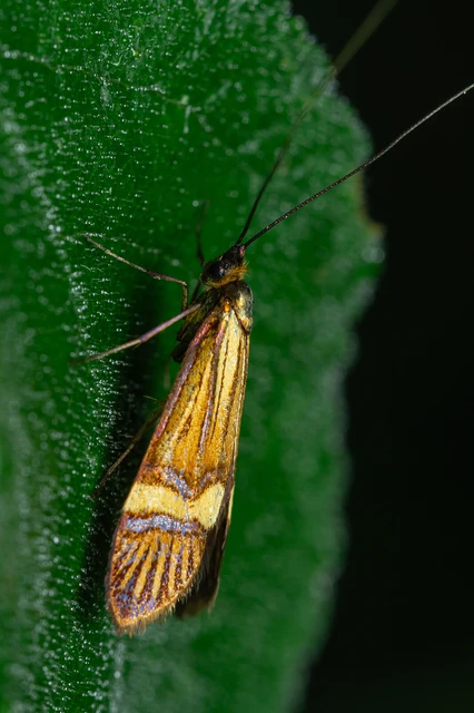 Nemophora degeerella - pompás tőrösmoly Nemophora degeerella - pompás tőrösmoly