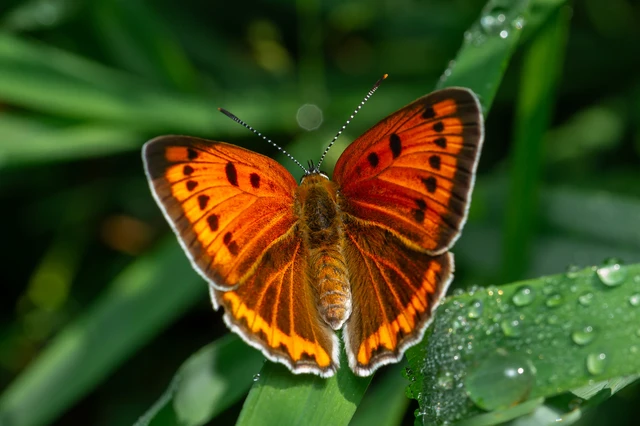 Lycaena dispar rutilus - nagy tűzlepke