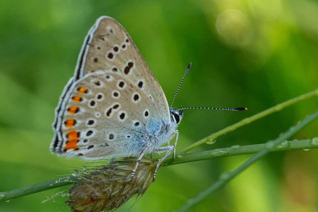 Lycaena alciphron - ibolyás tűzlepke