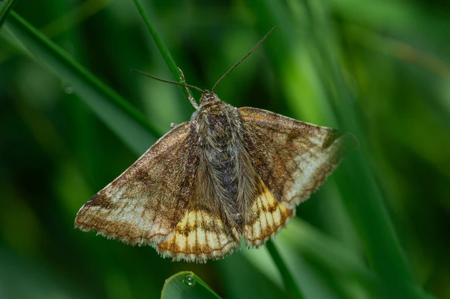 Euclidia glyphica - közönséges nappalibagoly