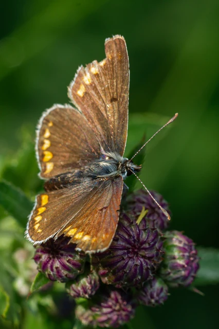 Aricia agestis - szerecsenboglárka