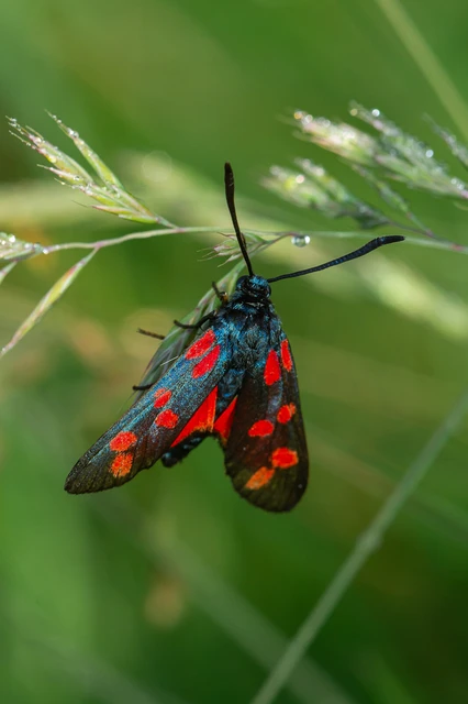 Zygaena filipendulae - acélszínű csüngőlepke