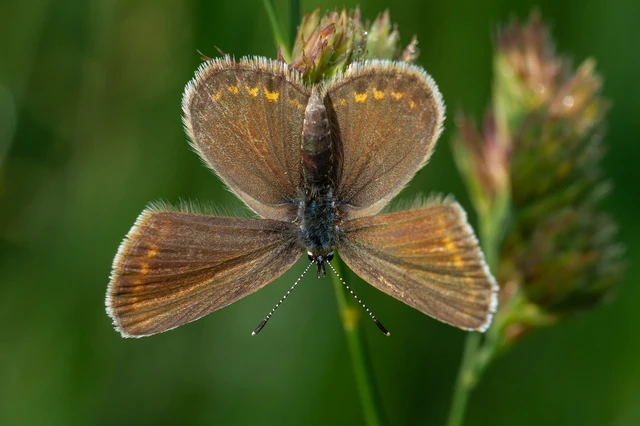 Plebejus argus - ezüstös boglárka