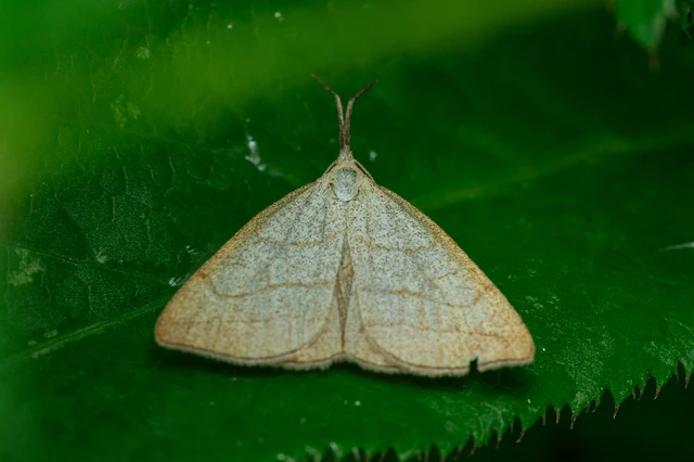 Polypogon tentacularia - sötétaljú karcsúbagoly
