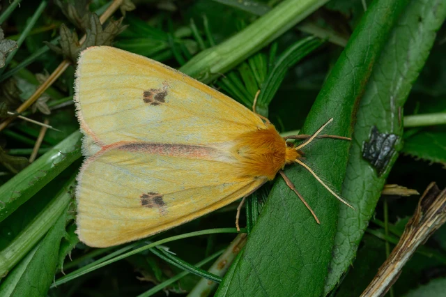 Diacrisia sannio - vörösszélű medvelepke