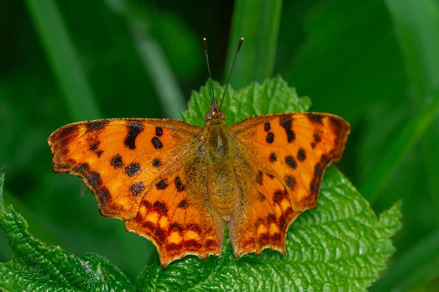 Nymphalis c-album - C-betűs lepke