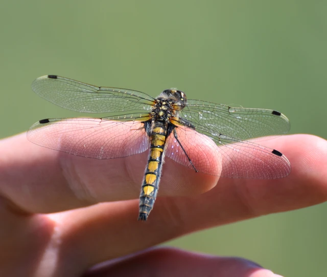 Leucorrhinia pectoralis - lápi álarcos-szitakötő