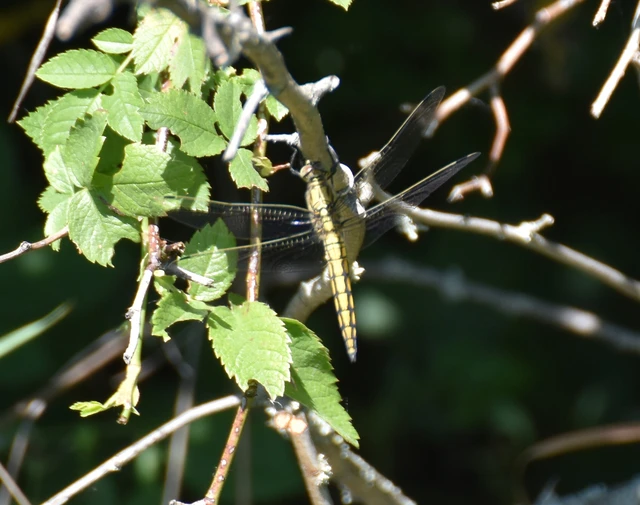 Orthetrum cancellatum - feketefarkú pásztorszitakötő