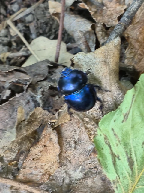 Trypocopris vernalis - tavaszi álganéjtúró