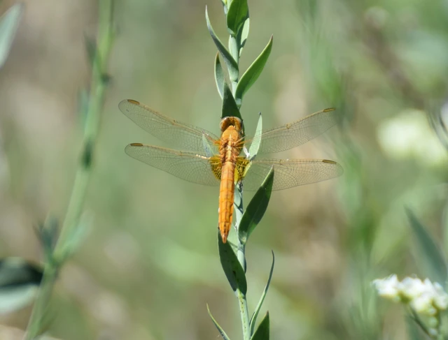 Crocothemis erythraea - skarlát szitakötő