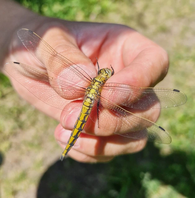 Orthetrum cancellatum - feketefarkú pásztorszitakötő