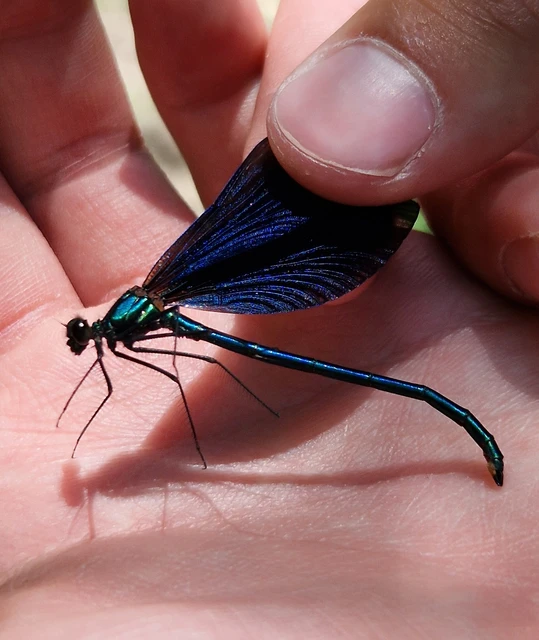 Calopteryx virgo - kisasszony-szitakötő