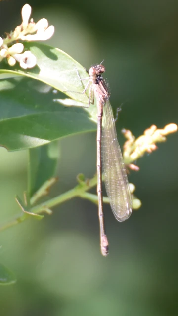 Coenagrion pulchellum - karcsú légivadász