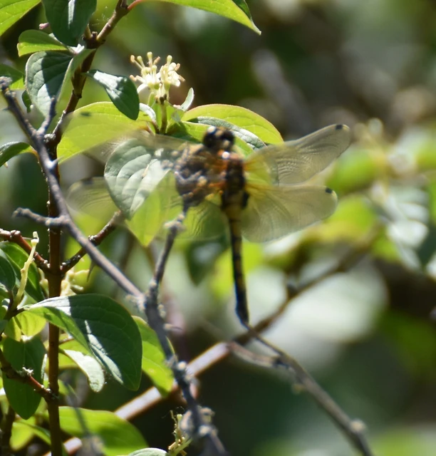 Leucorrhinia pectoralis - lápi álarcos-szitakötő