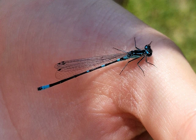 Coenagrion pulchellum - karcsú légivadász