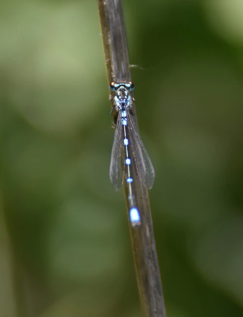 Coenagrion pulchellum - karcsú légivadász