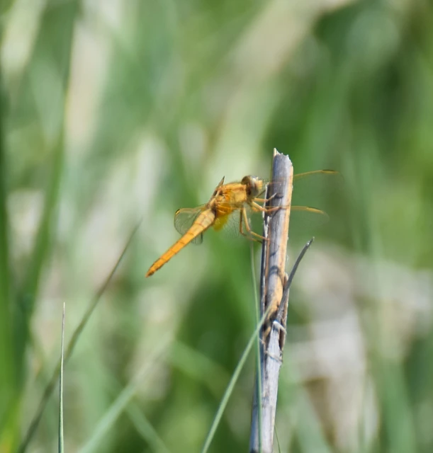 Crocothemis erythraea - skarlát szitakötő