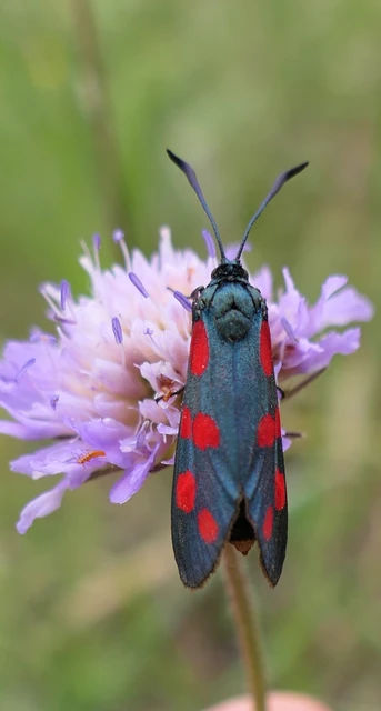 Zygaena filipendulae - acélszínű csüngőlepke