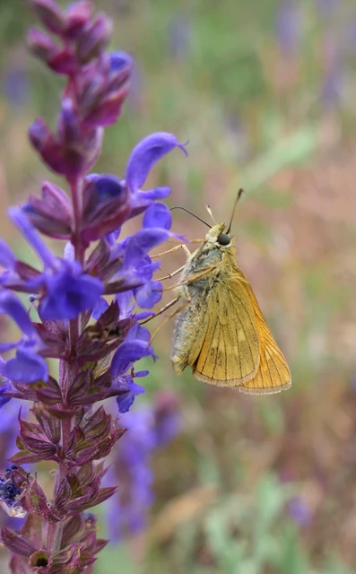 Ochlodes sylvanus - erdei busalepke