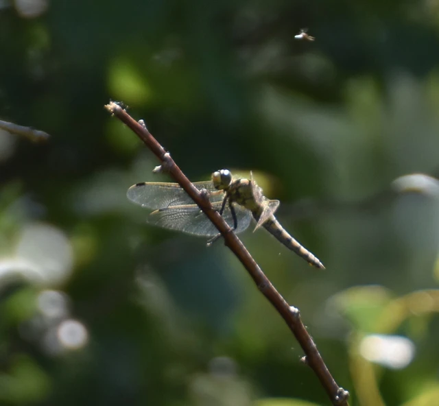 Orthetrum cancellatum - feketefarkú pásztorszitakötő