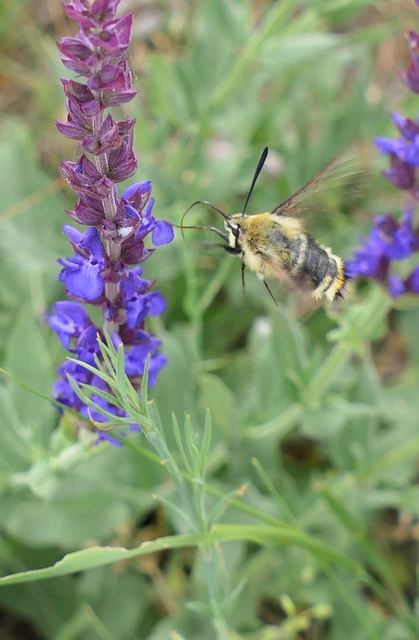 Hemaris tityus - pöszörszender Hemaris tityus - pöszörszender