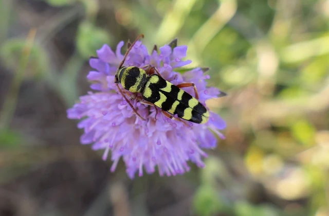 Echinocerus floralis - lucerna-darázscincér