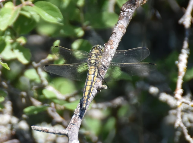 Orthetrum cancellatum - feketefarkú pásztorszitakötő