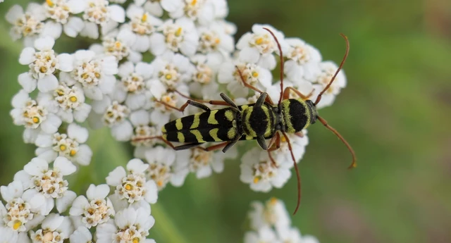 Echinocerus floralis - lucerna-darázscincér