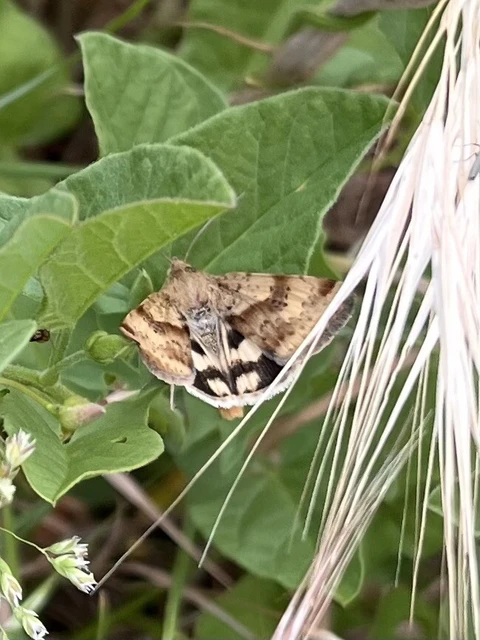 Heliothis adaucta - somkóróbagoly