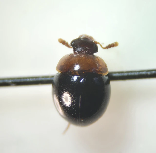 Leiodidae - pecebogárfélék Leiodidae - pecebogárfélék