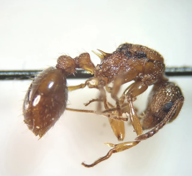 Myrmica ruginodis - erdei bütyköshangya