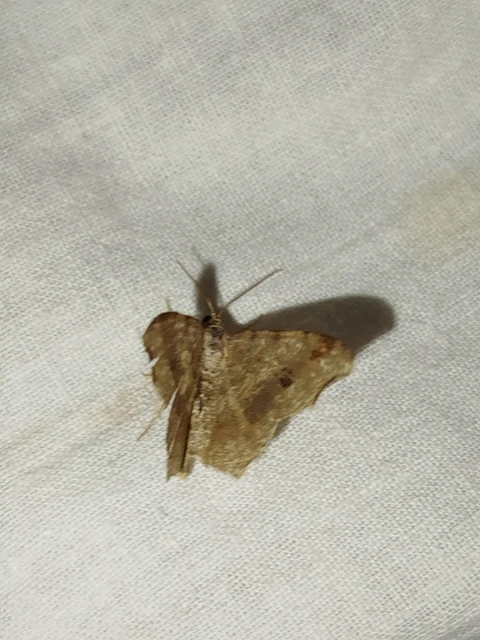 Macaria alternata - közönséges szürkearaszoló