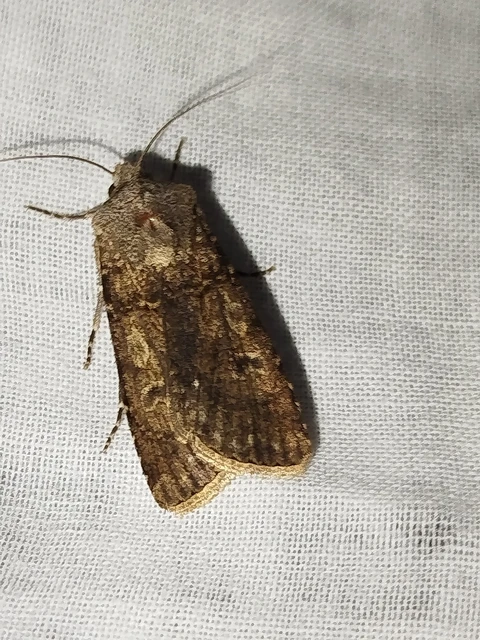 Agrotis segetum - vetési földibagoly