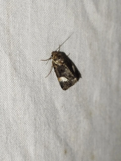 Tyta luctuosa - fekete nappalibagoly