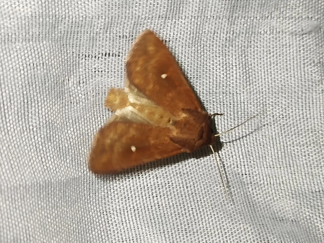 Mythimna albipuncta - fehérpettyes rétibagoly