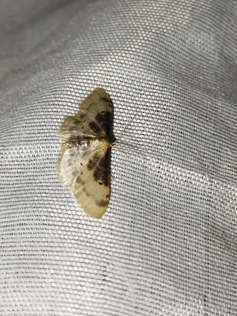 Idaea filicata - sötéttövű apróaraszoló