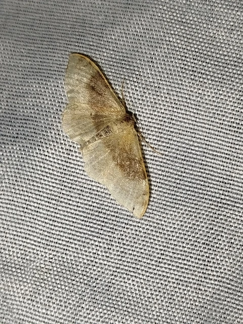 Idaea degeneraria - barnasávos araszoló