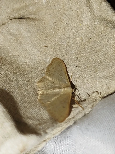Idaea straminata - szalmasárga sávosaraszoló
