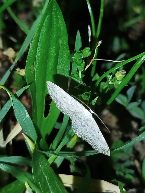 Idaea seriata - szürke apróaraszoló
