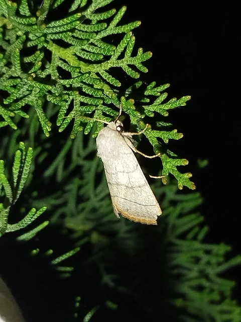 Charanyca trigrammica - háromsávos lombbagoly