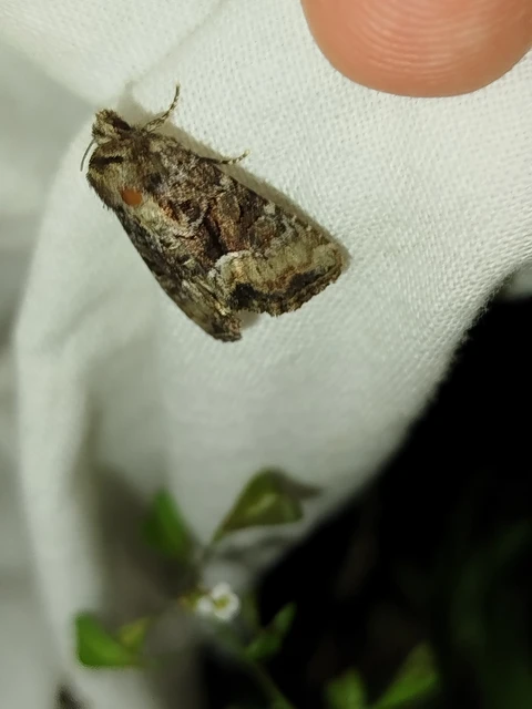 Oligia strigilis/latruncula/versicolor