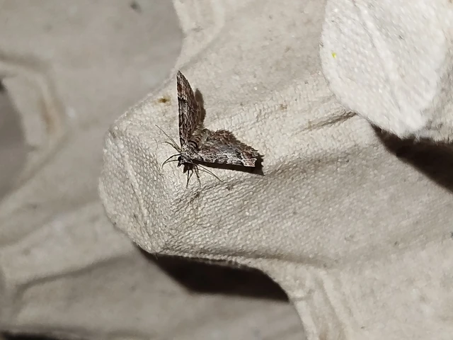 Gymnoscelis rufifasciata - vöröscsíkos törpearaszoló