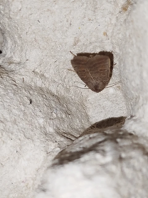 Hoplodrina ambigua - tömeges selymesbagoly
