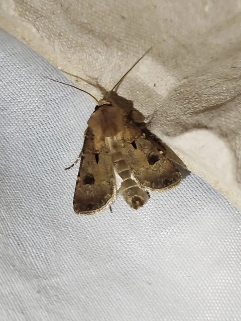Agrotis exclamationis - felkiáltójeles földibagoly