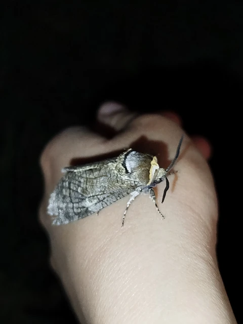 Cossus cossus - fűzfarontólepke