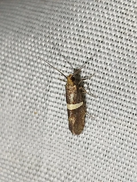 Eidophasia messingiella - kakukktormamoly