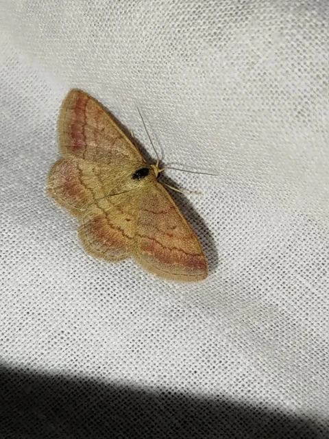 Scopula rubiginata - réti pirosaraszoló
